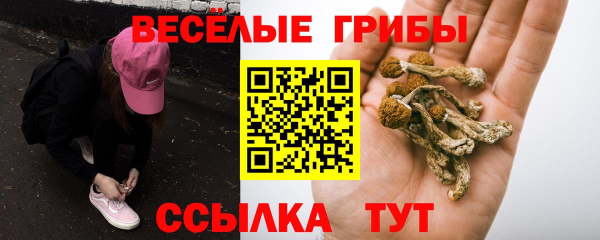 Галлюциногенные грибы Psilocybe Горно-Алтайск